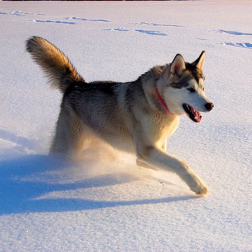 Size-of-a-Malamute.jpg