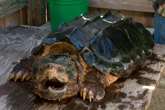 alligator_snapping_turtle.jpg