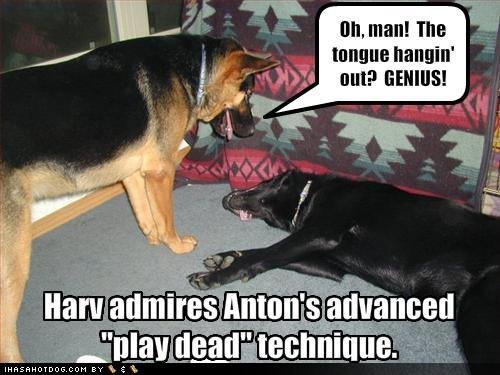 funny-dog-pictures-dog-admires-a-play-dead-technique.jpg